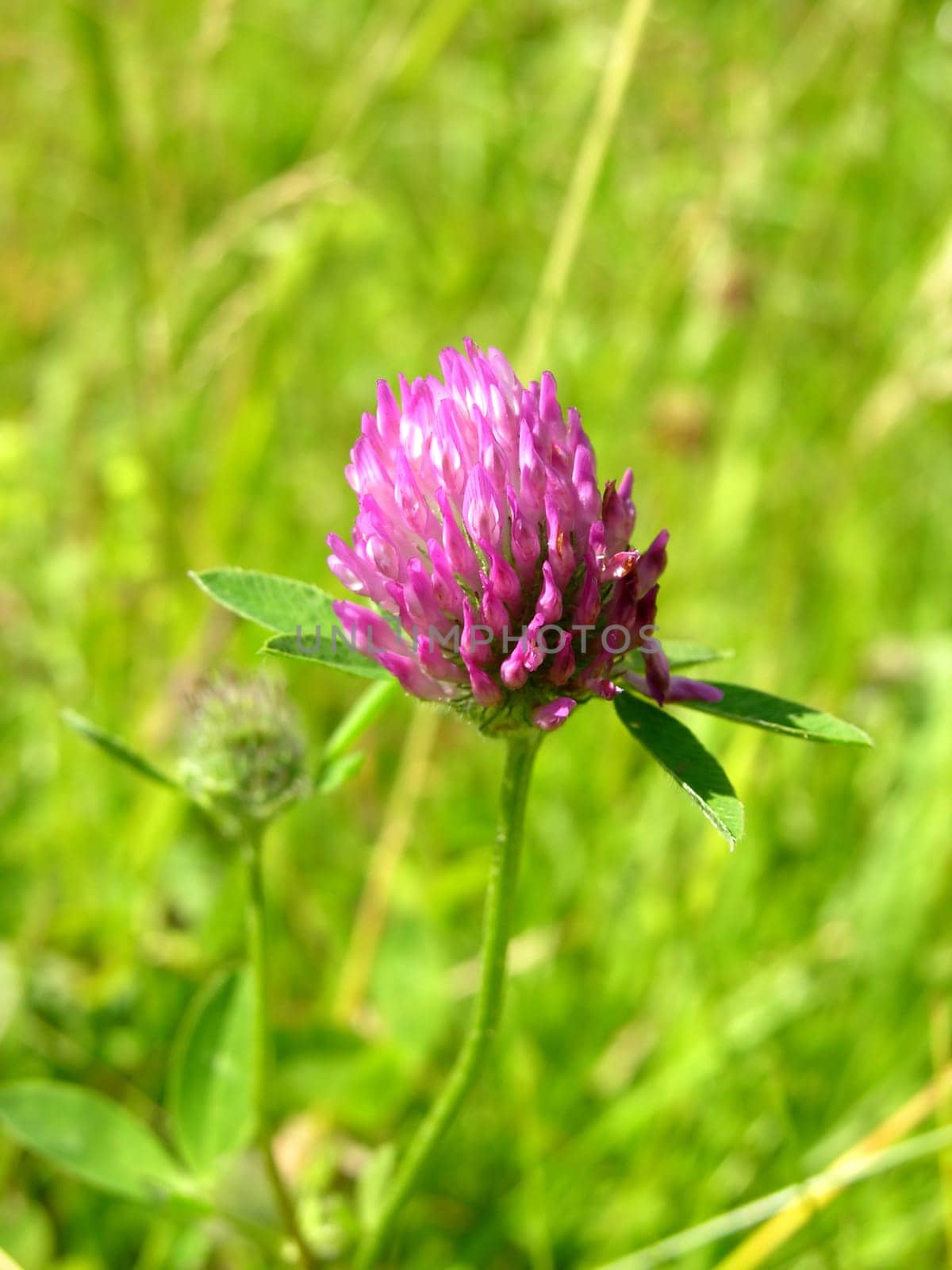 Neckline with red clover flower