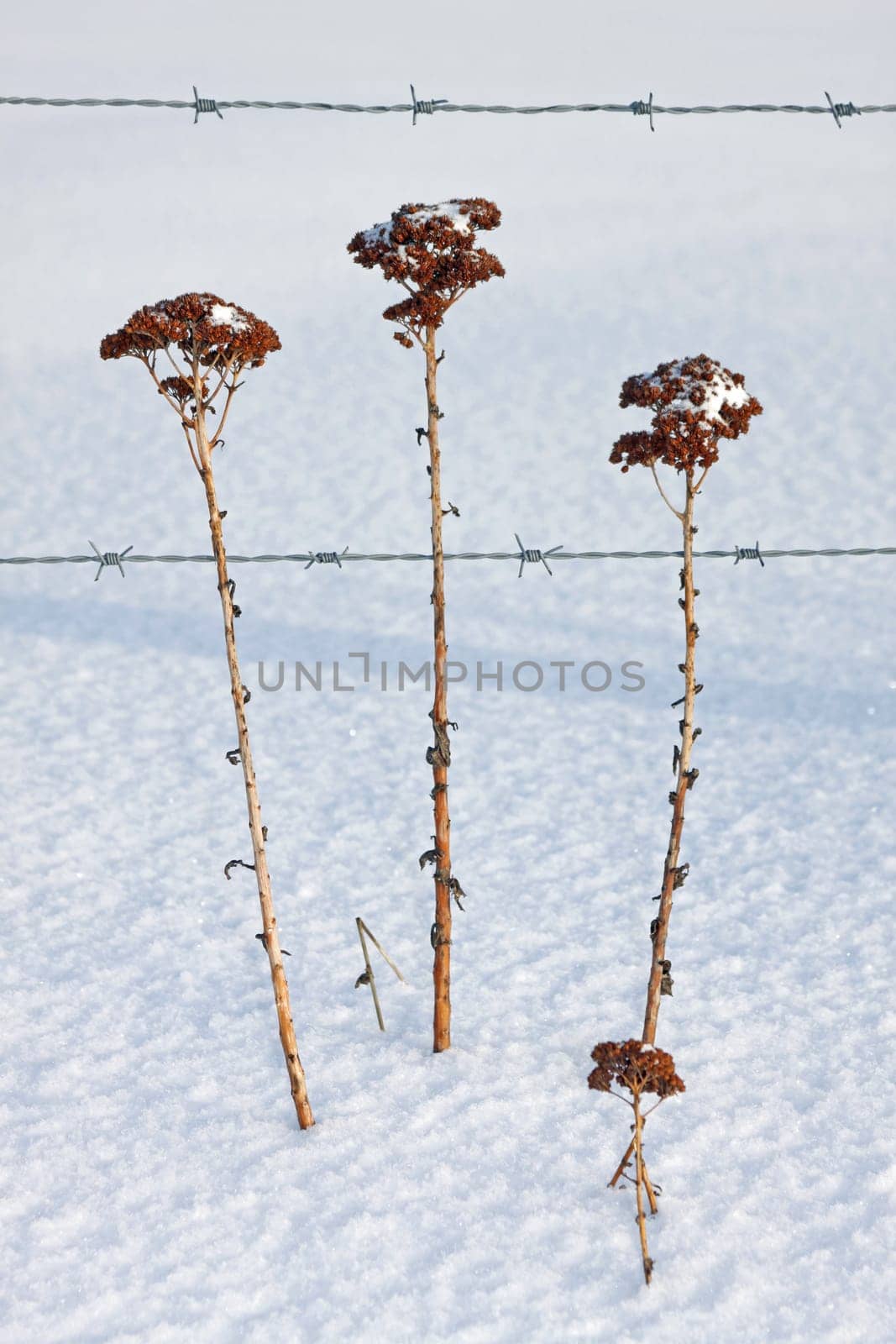 Three umbelliferous plants in the snow