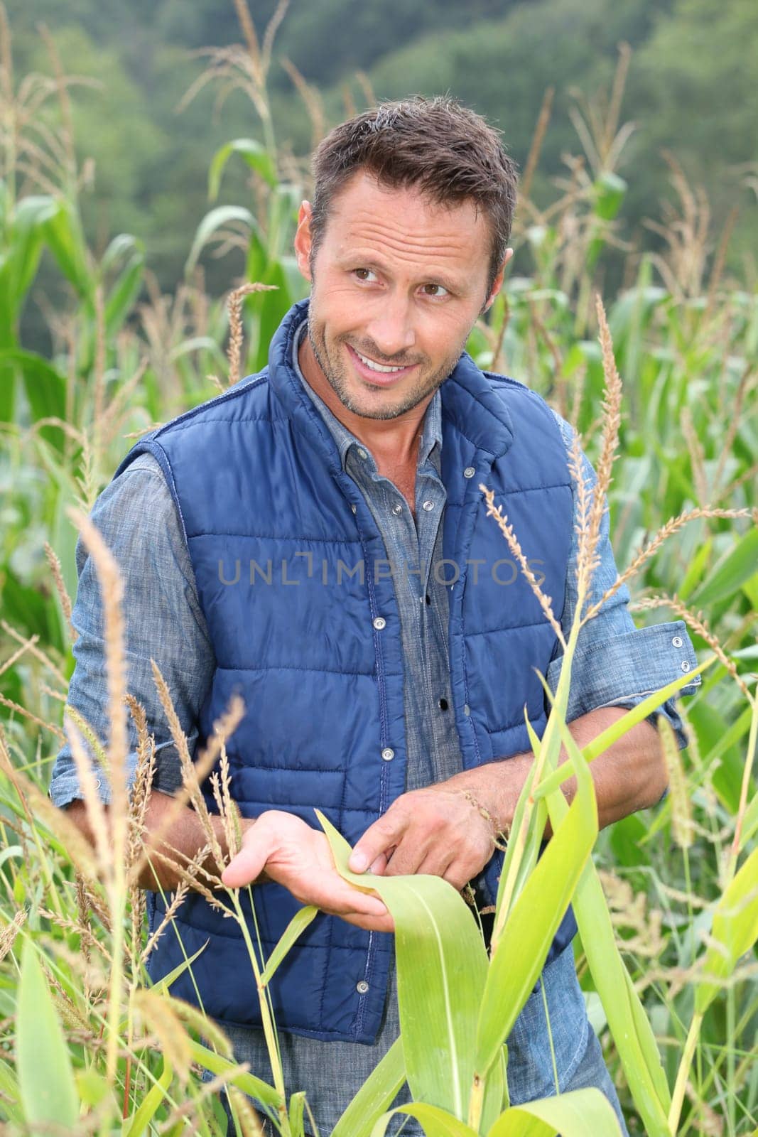Agronomist analysing cereals in corn field