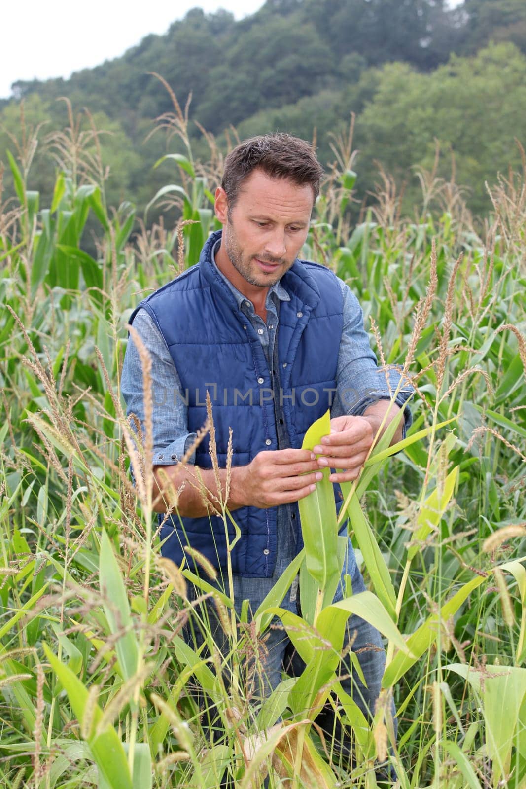 Agronomist analysing cereals in corn field