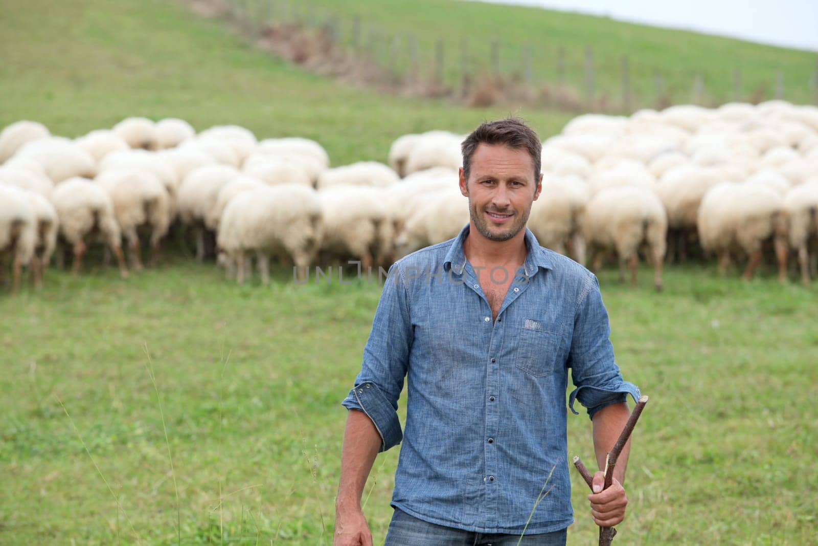 Shepherd standing in green field with sheeps