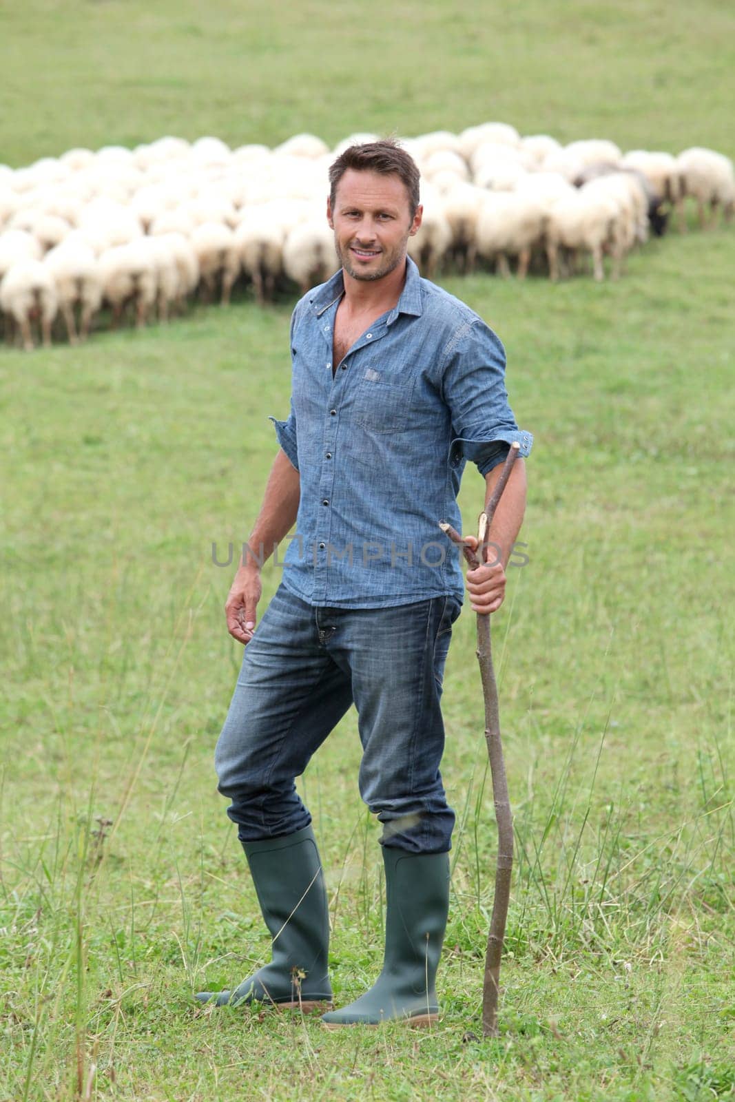 Shepherd standing in green field with sheeps