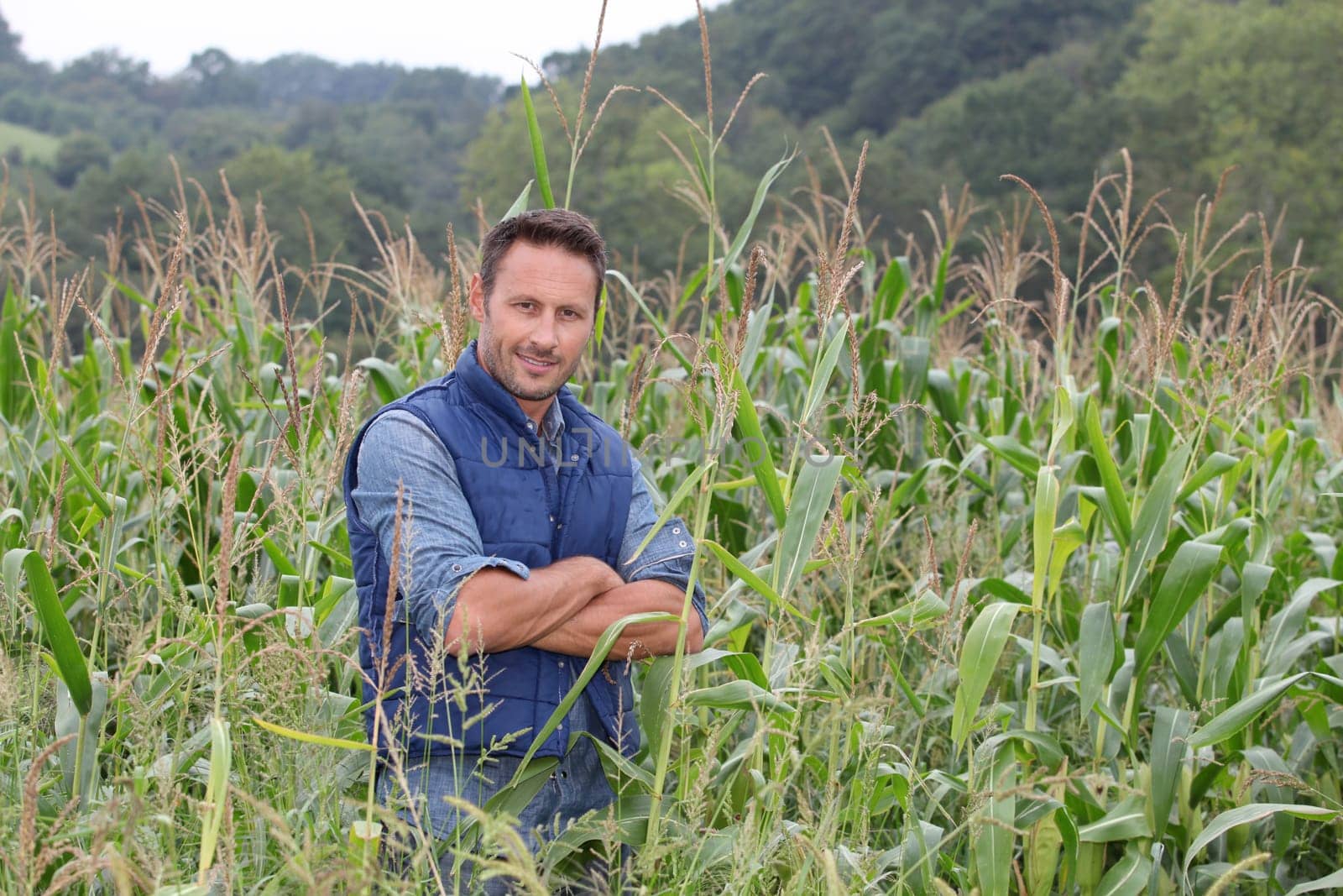 Agronomist analysing cereals in corn field