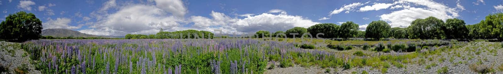 Lupine River Landscape