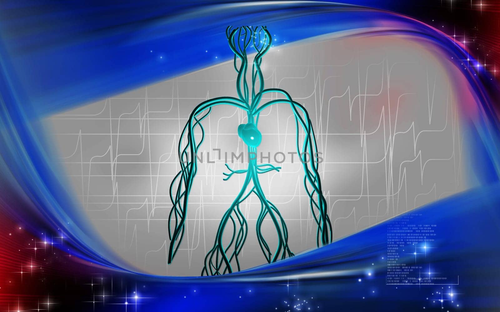 Vascular system