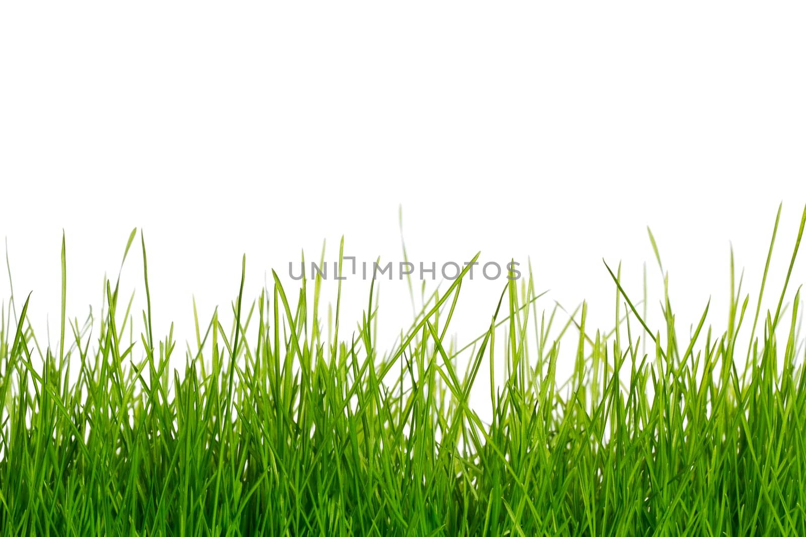 Grass before white