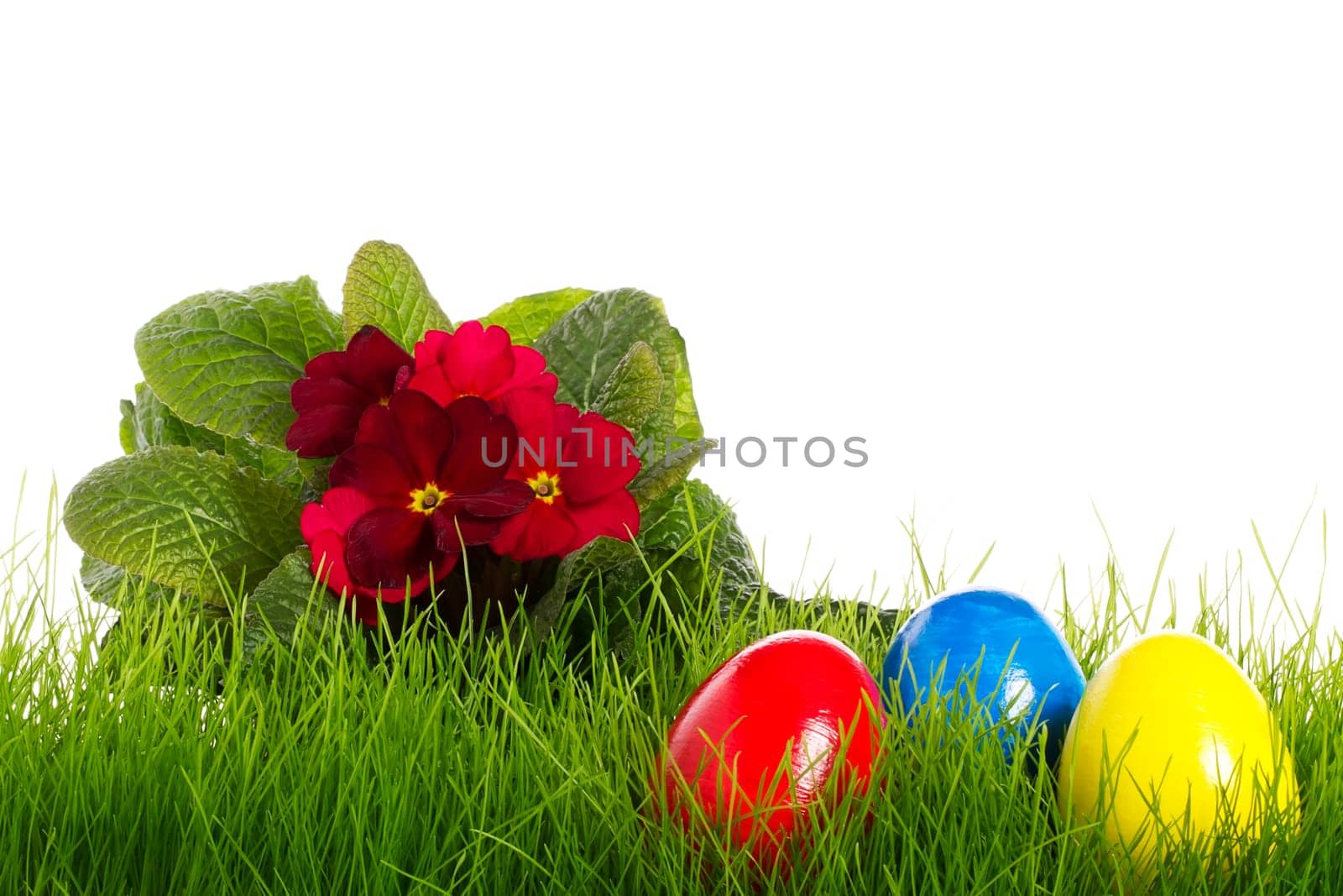 Red Primrose with Easter Eggs in Grass