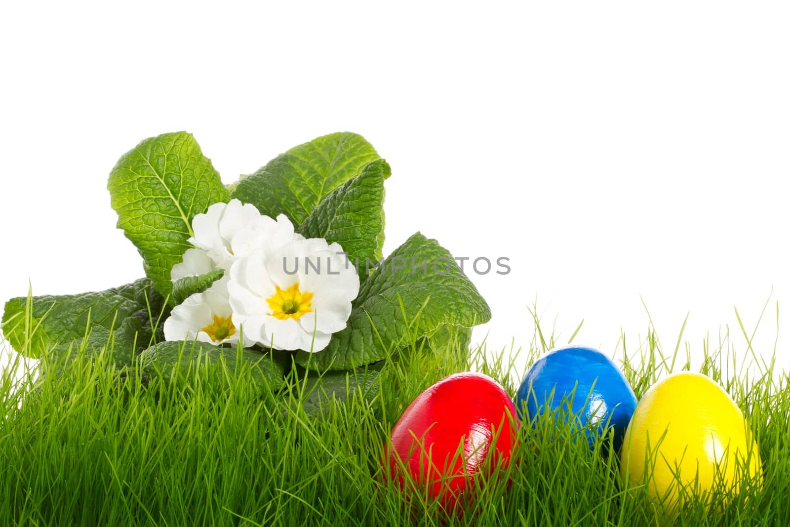 White Primrose with Easter Eggs in Grass