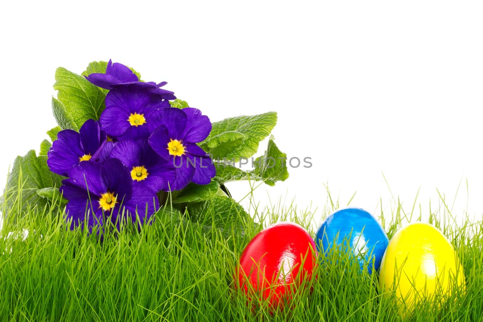 Purple Primrose with Easter Eggs in Grass