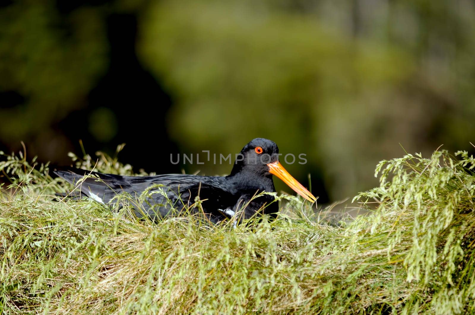 Oystercatcher