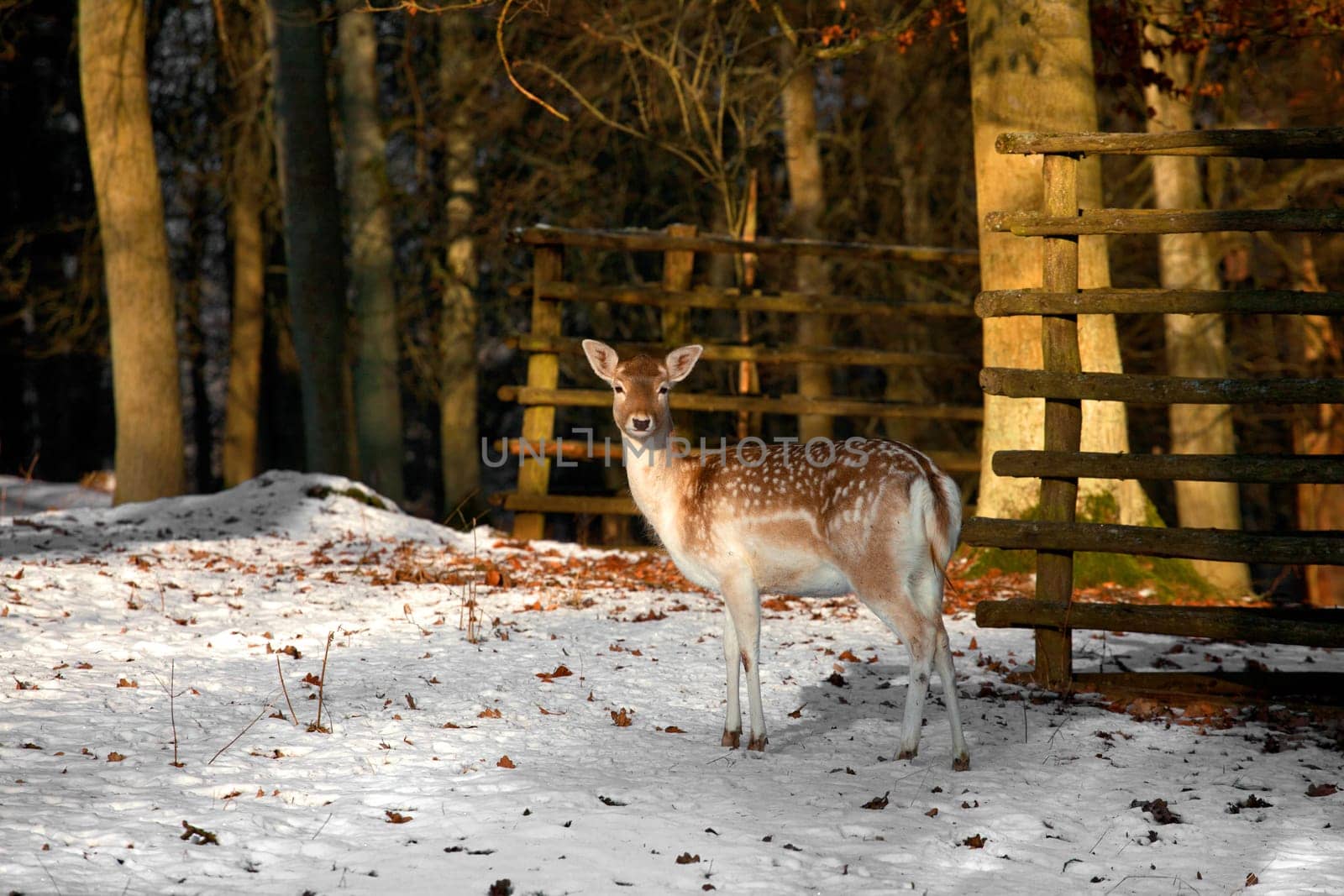 Fallow deer.......