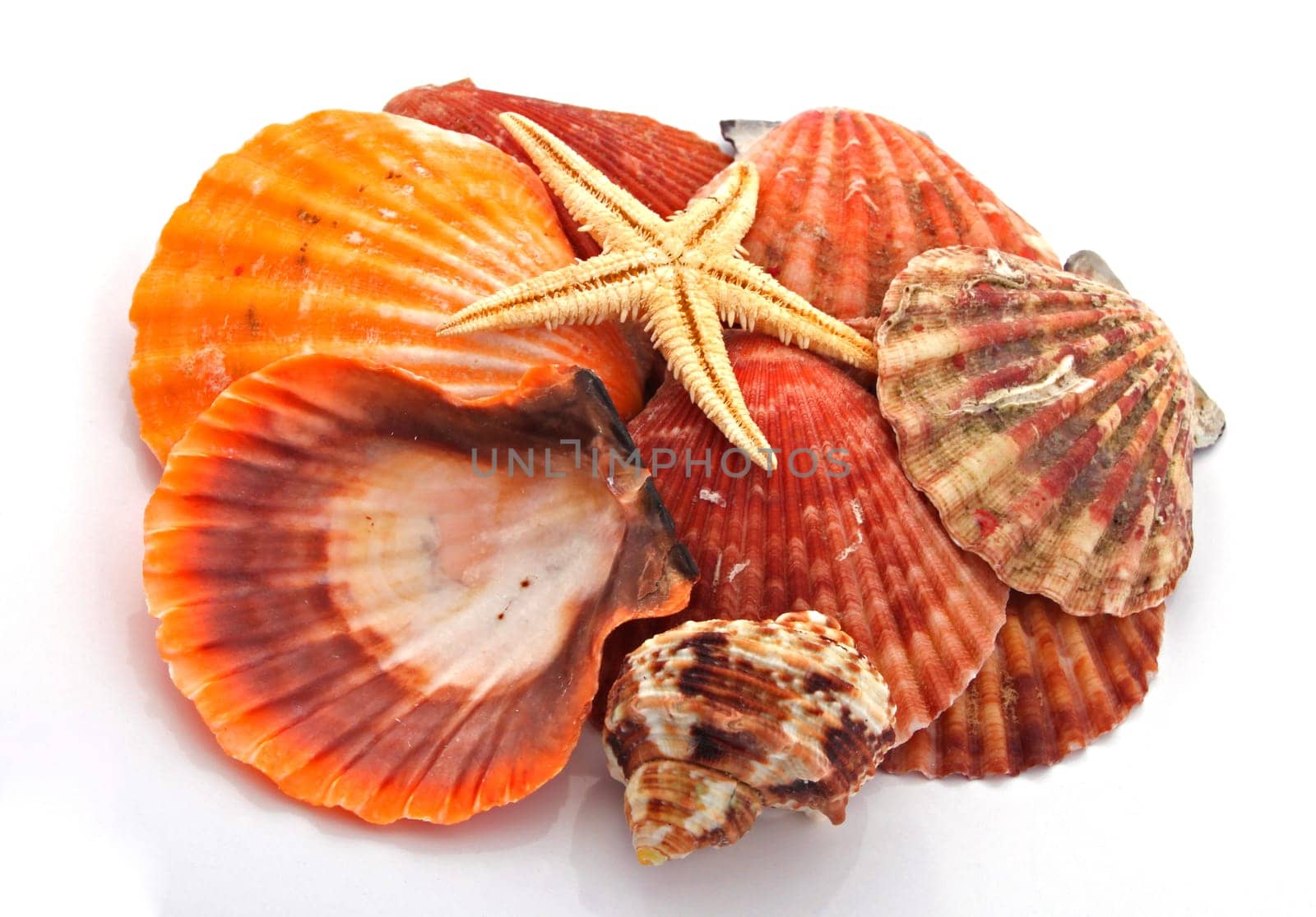 Star fish and sea shells over a white background.