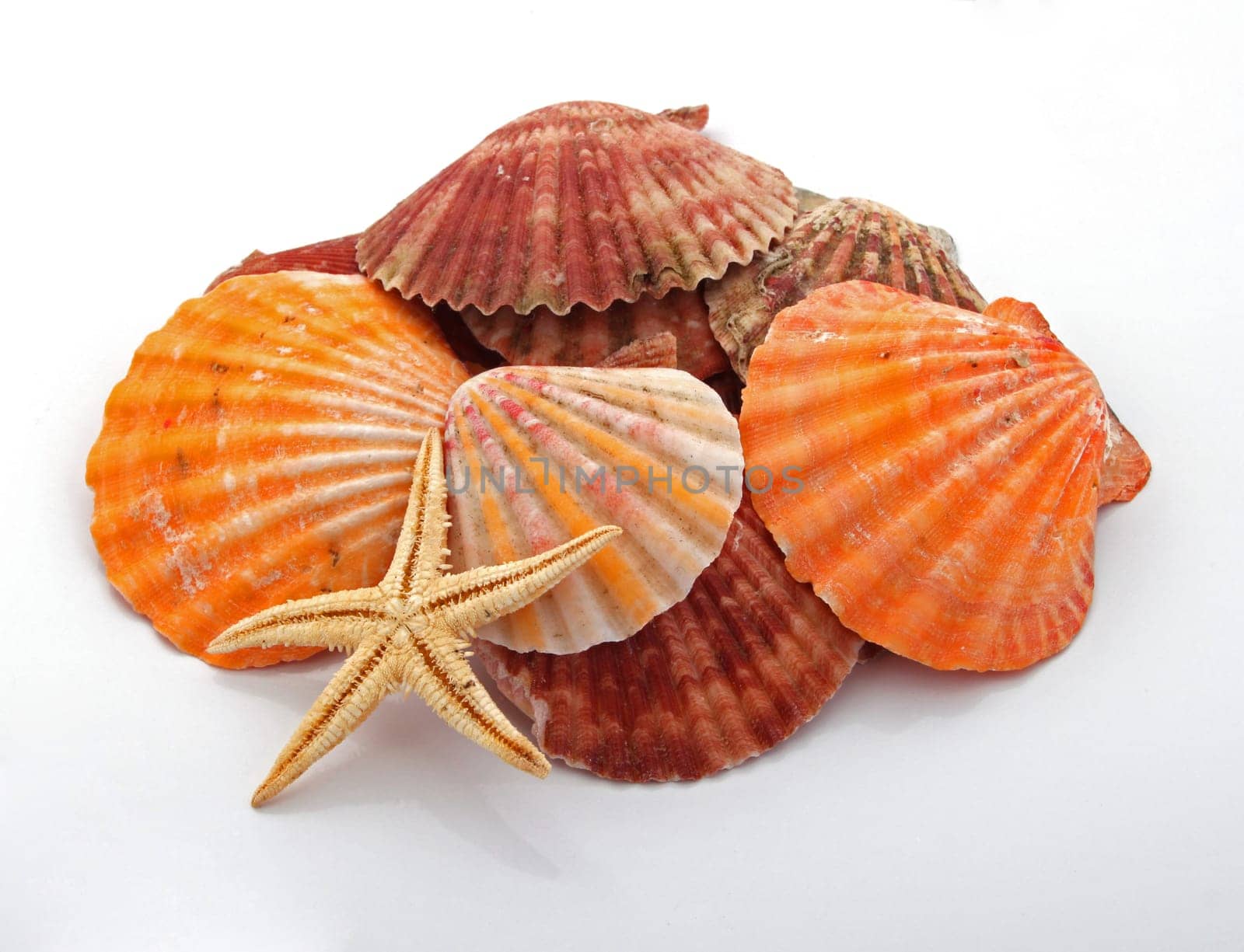 Star fish and sea shells over a white background.