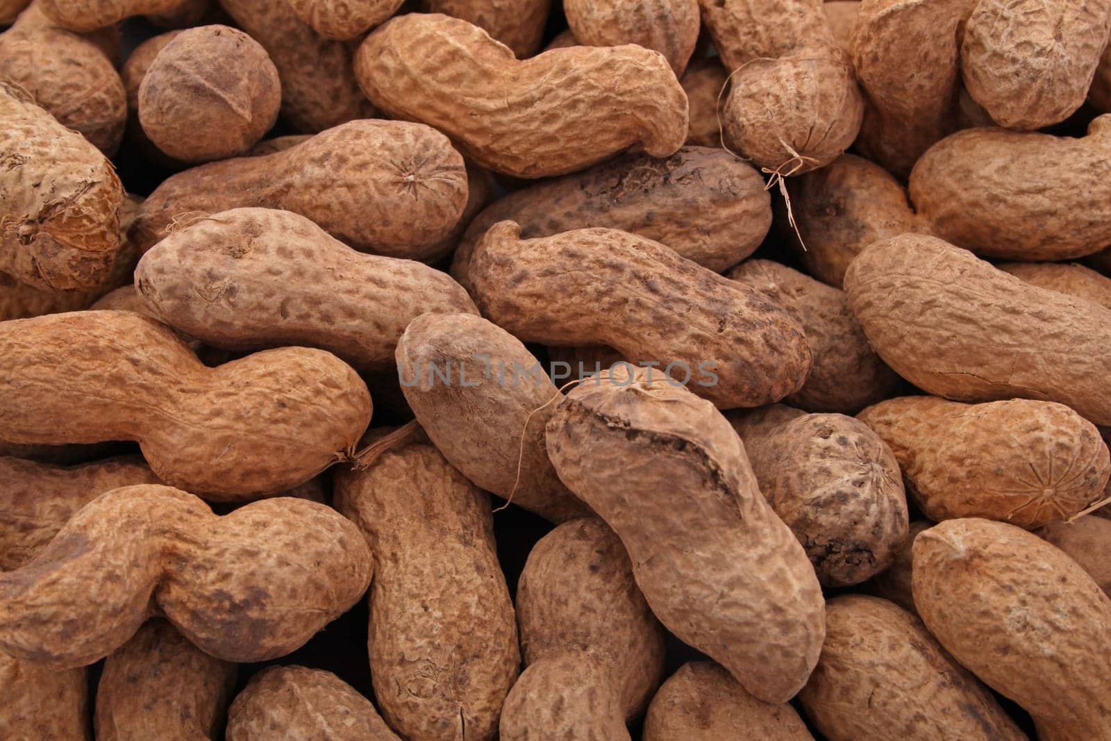 Peanut or groundnut in shells
