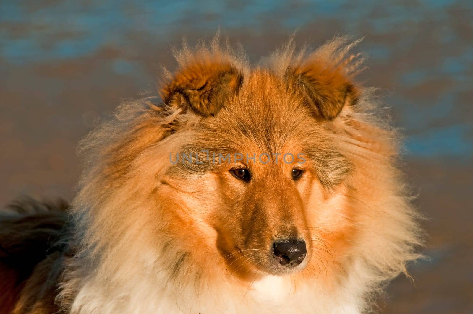Collie
