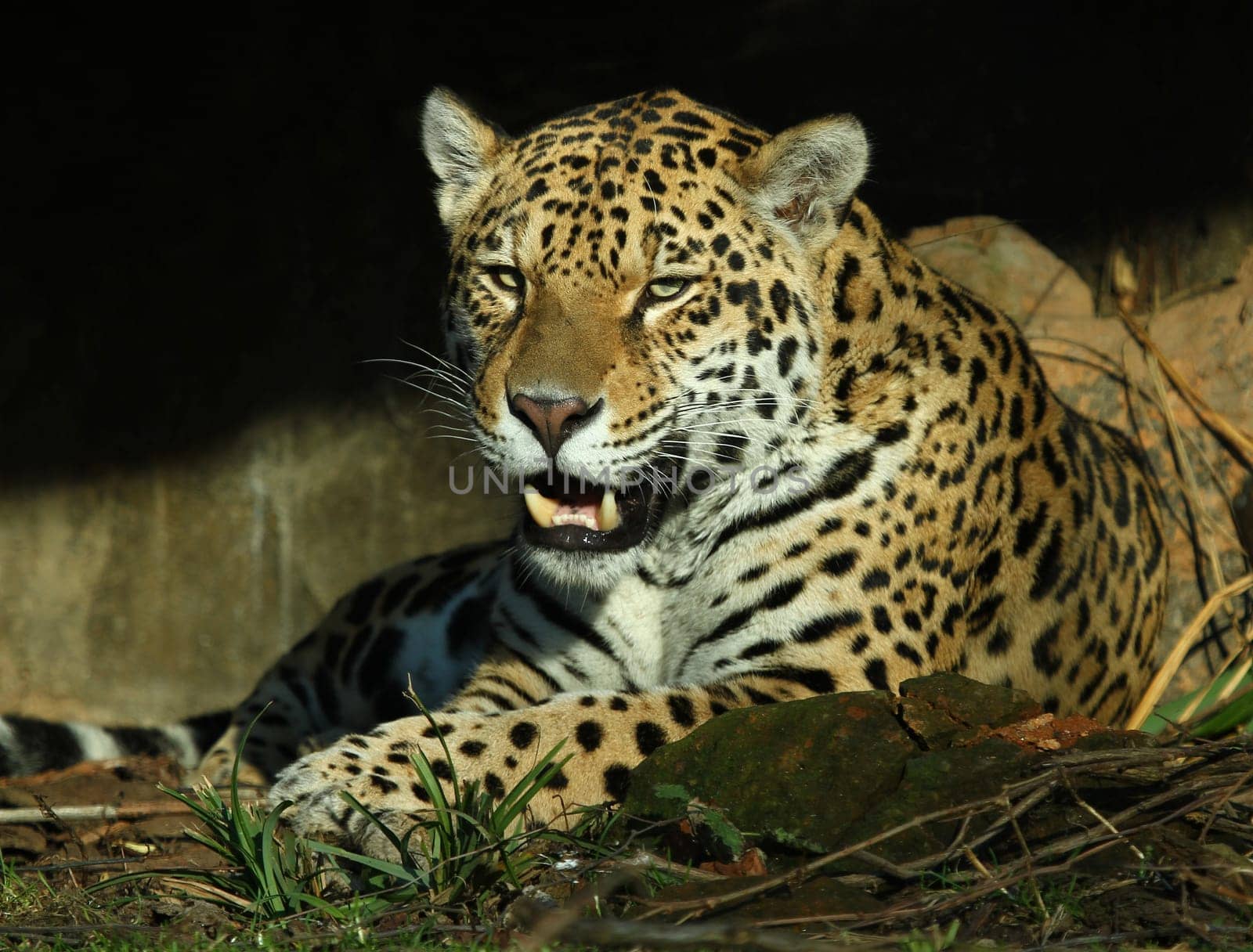Jaguar