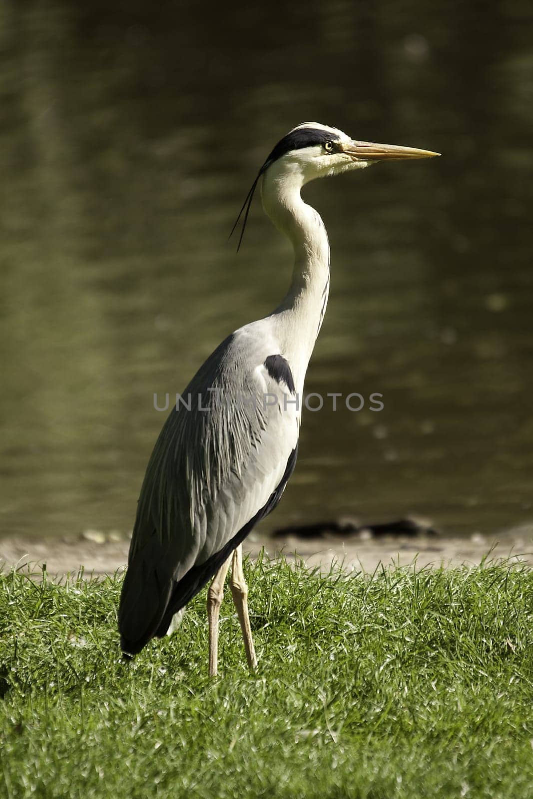 Heron
