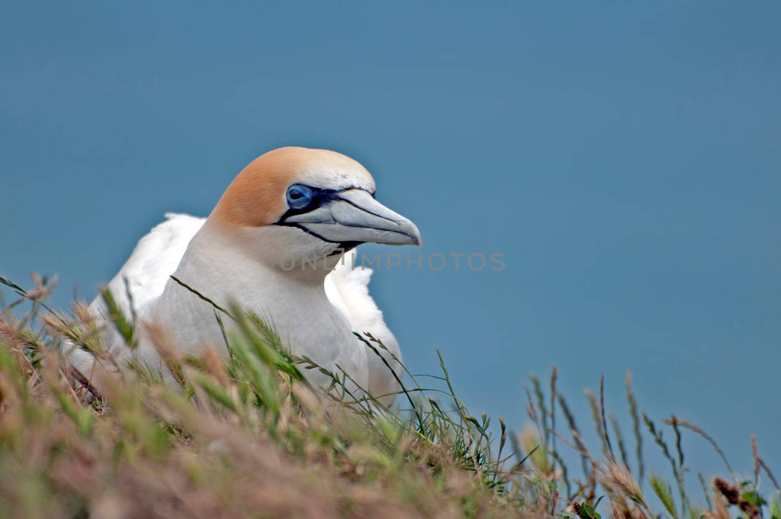 Austral Booby II