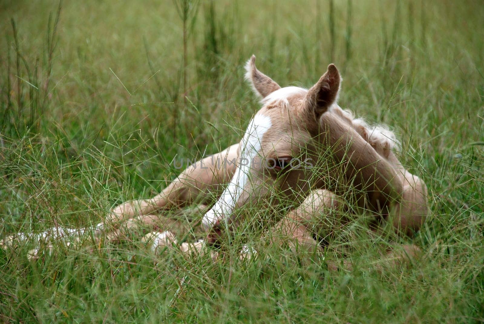 Phoenix 1 day old