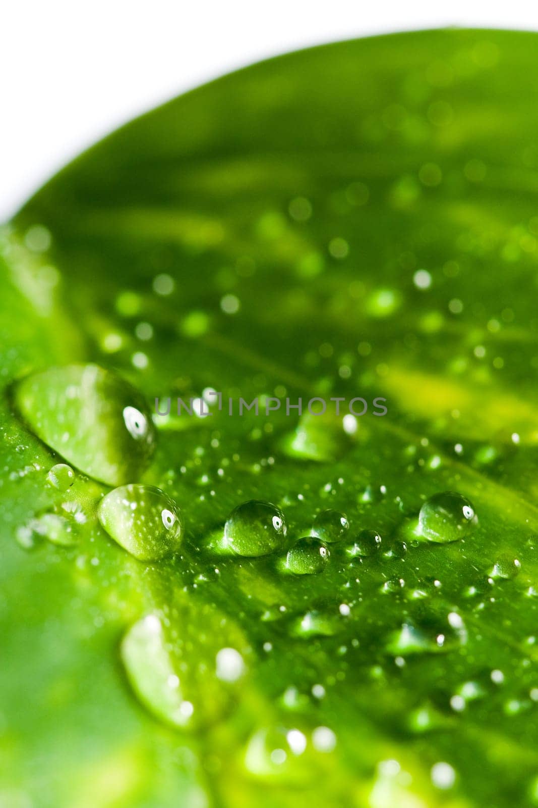 Leaf with drops