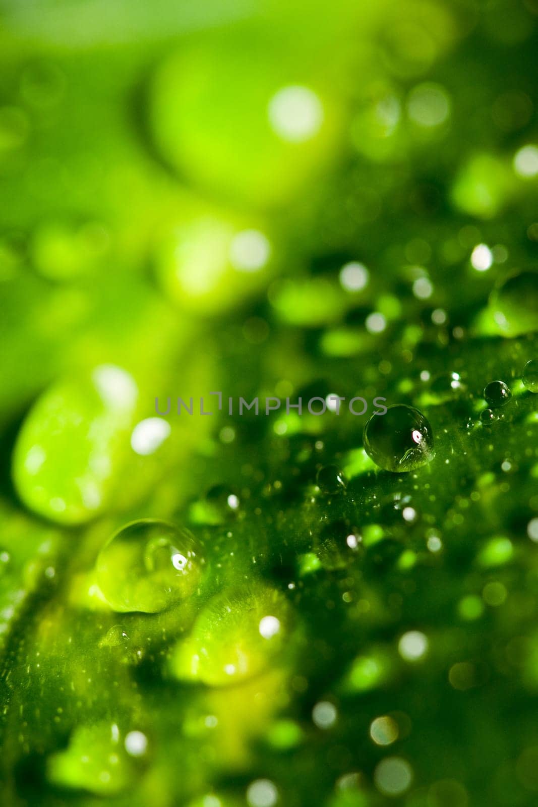 Leaf with drops
