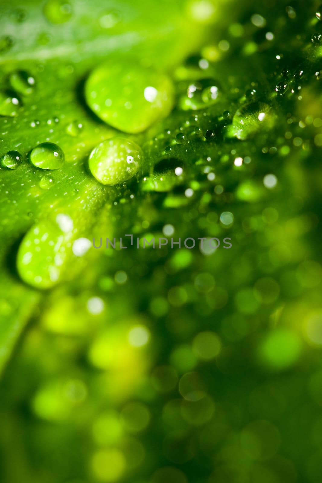 Leaf with drops