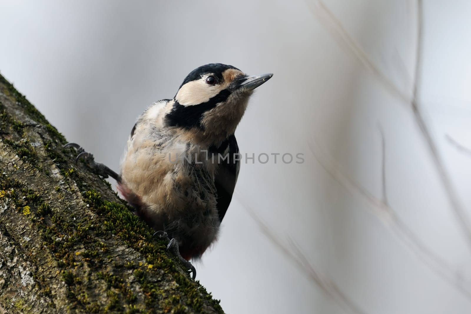 Great spotted woodpecker