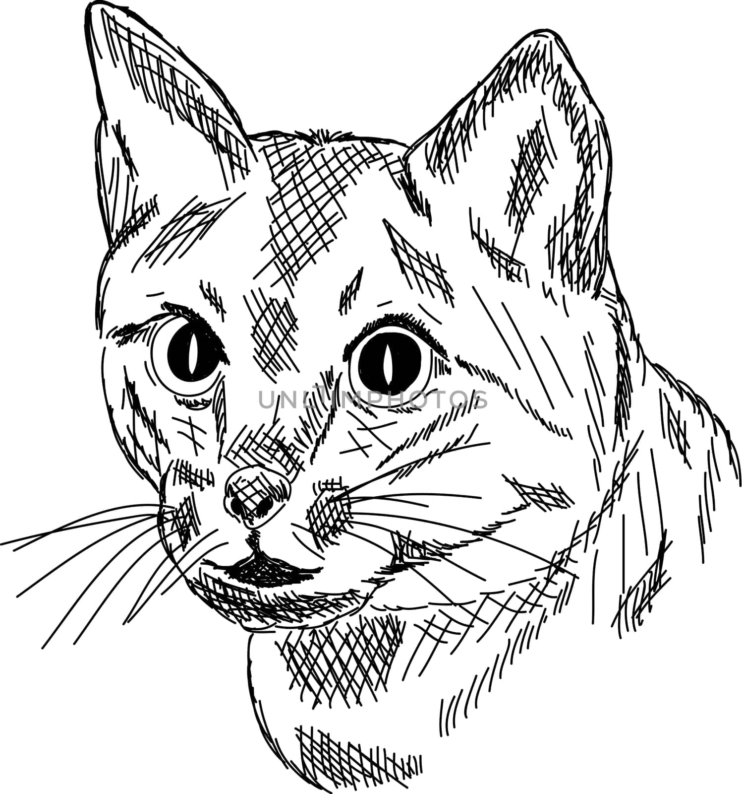 cat portrait