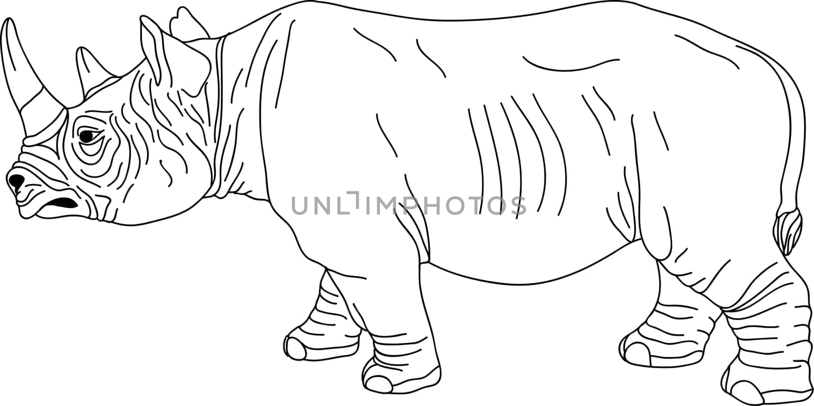 rhino contour