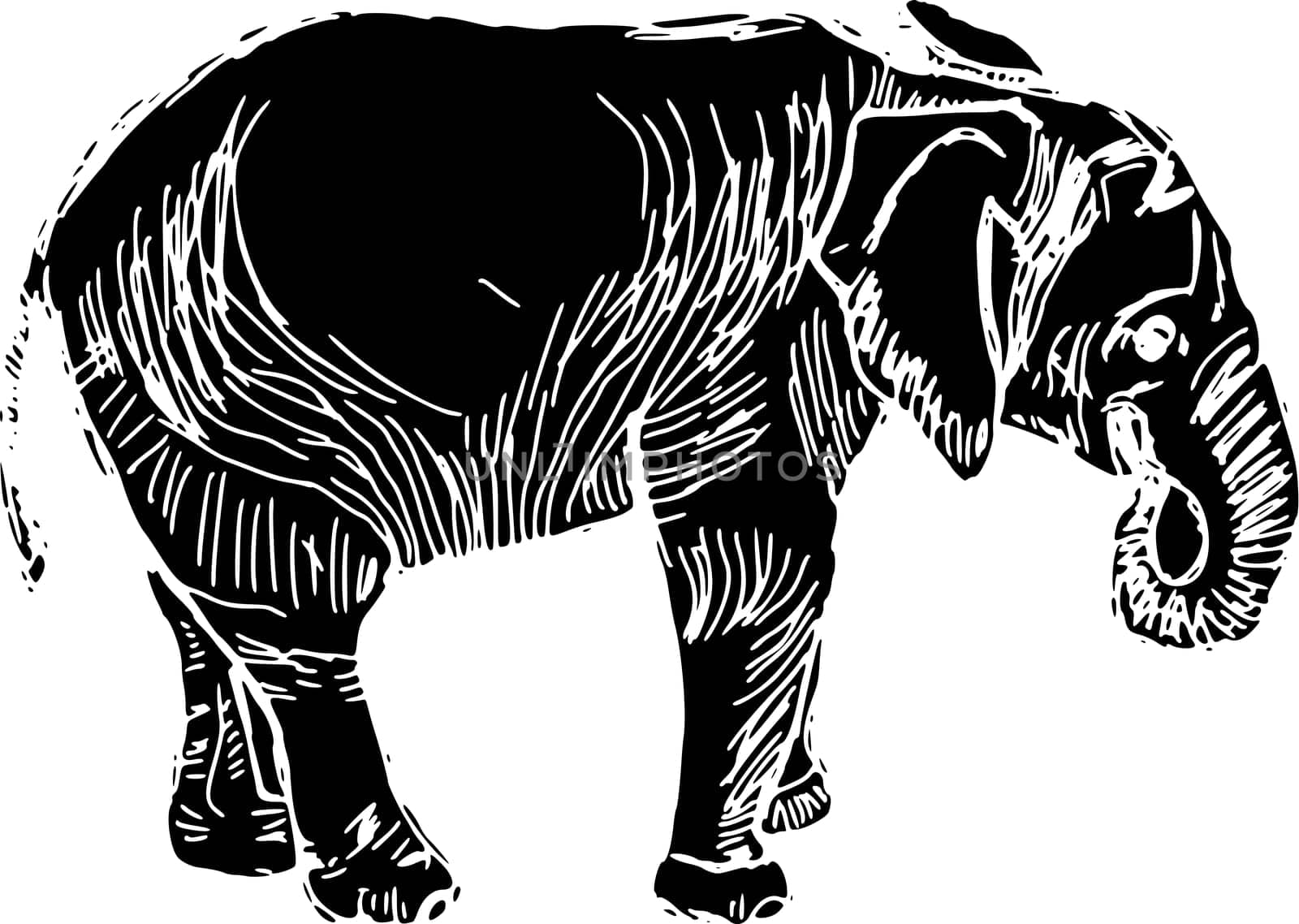 elephant