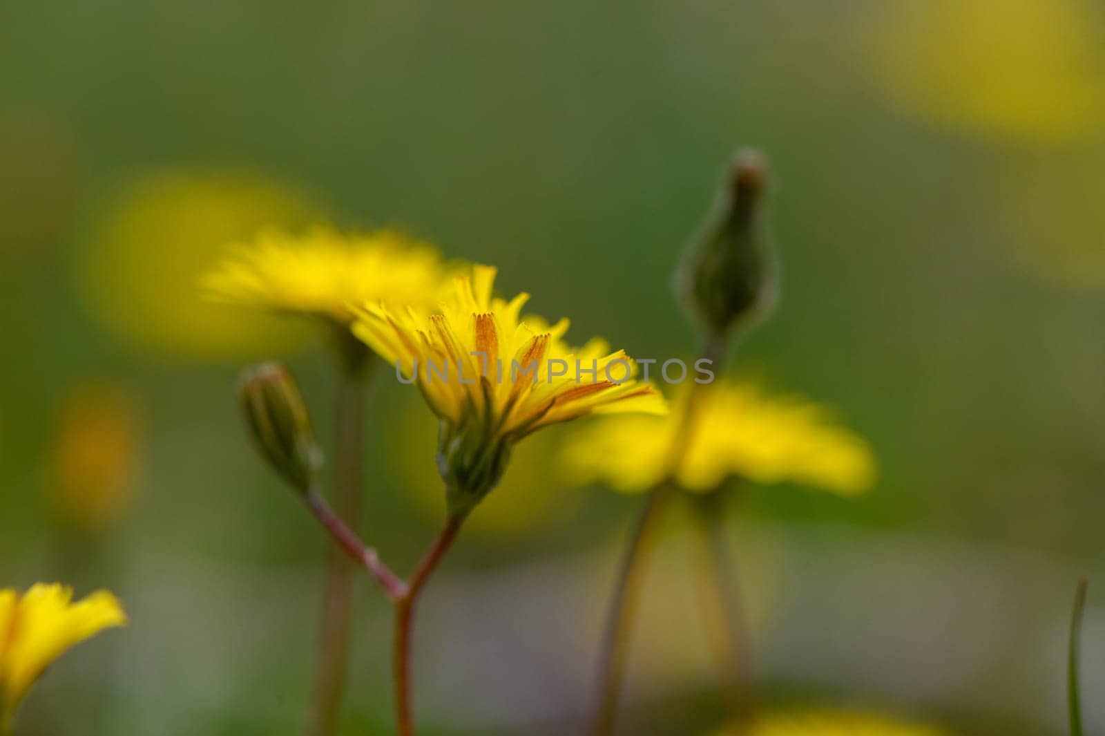 Vibrant yellow flowers flourish in a green meadow, catching the gentle morning light as nature awakens.