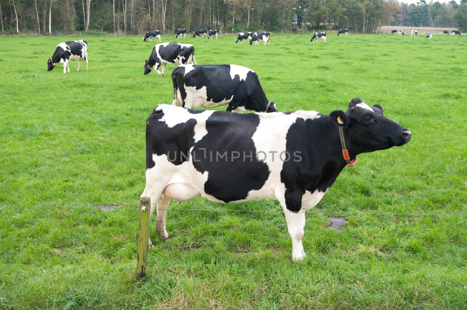 friesian cows