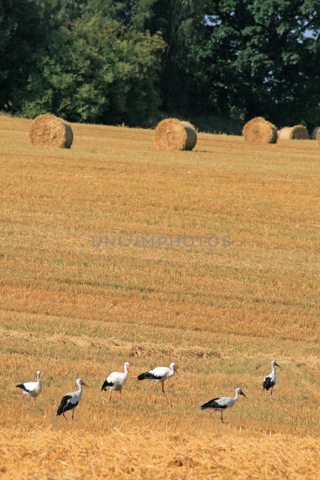 Summer landscape