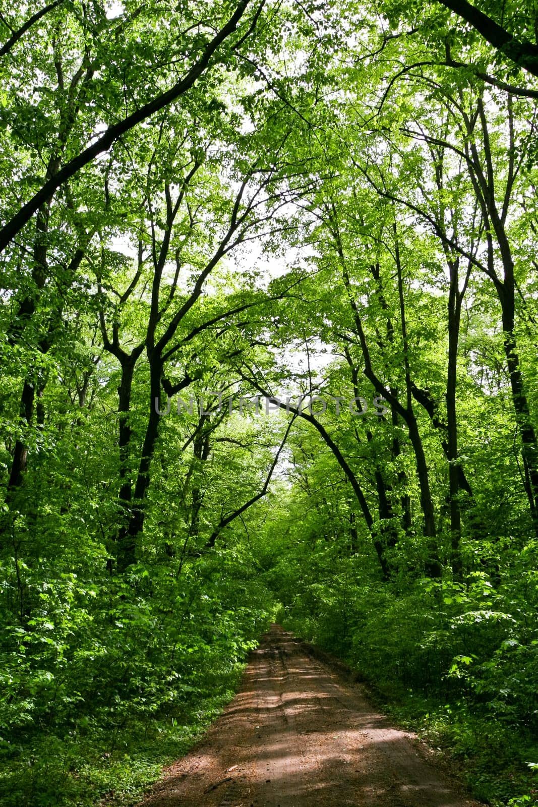 a country road in the forest green