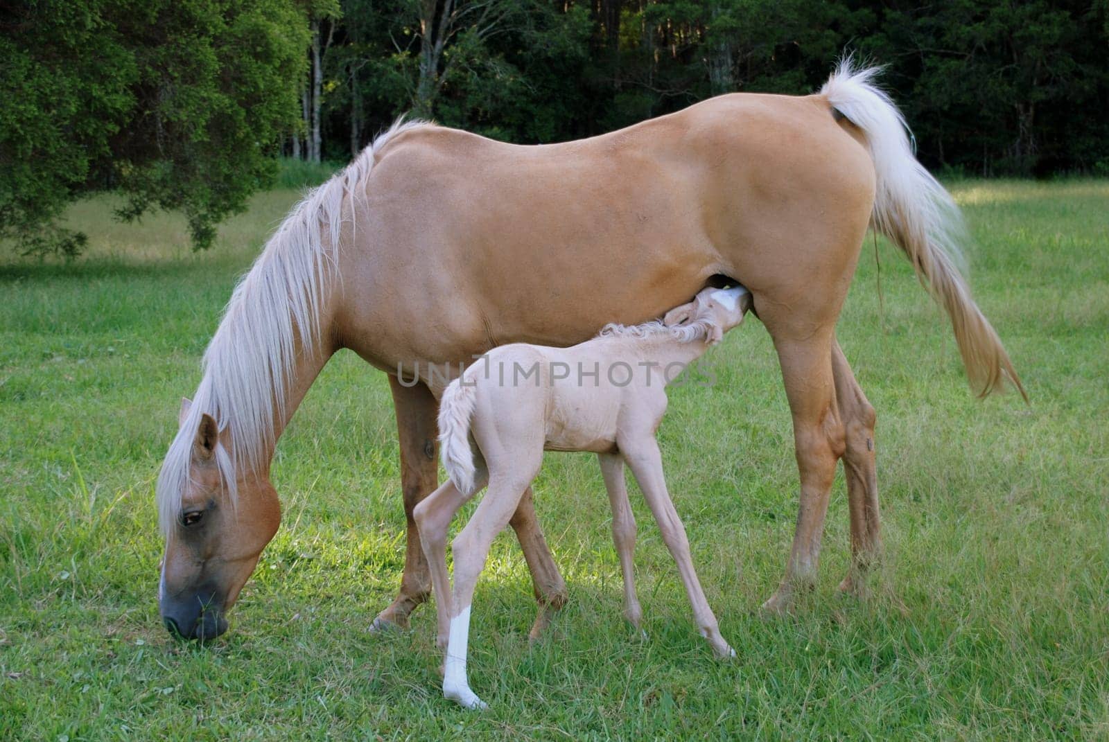 Arabian mare with newborn foal