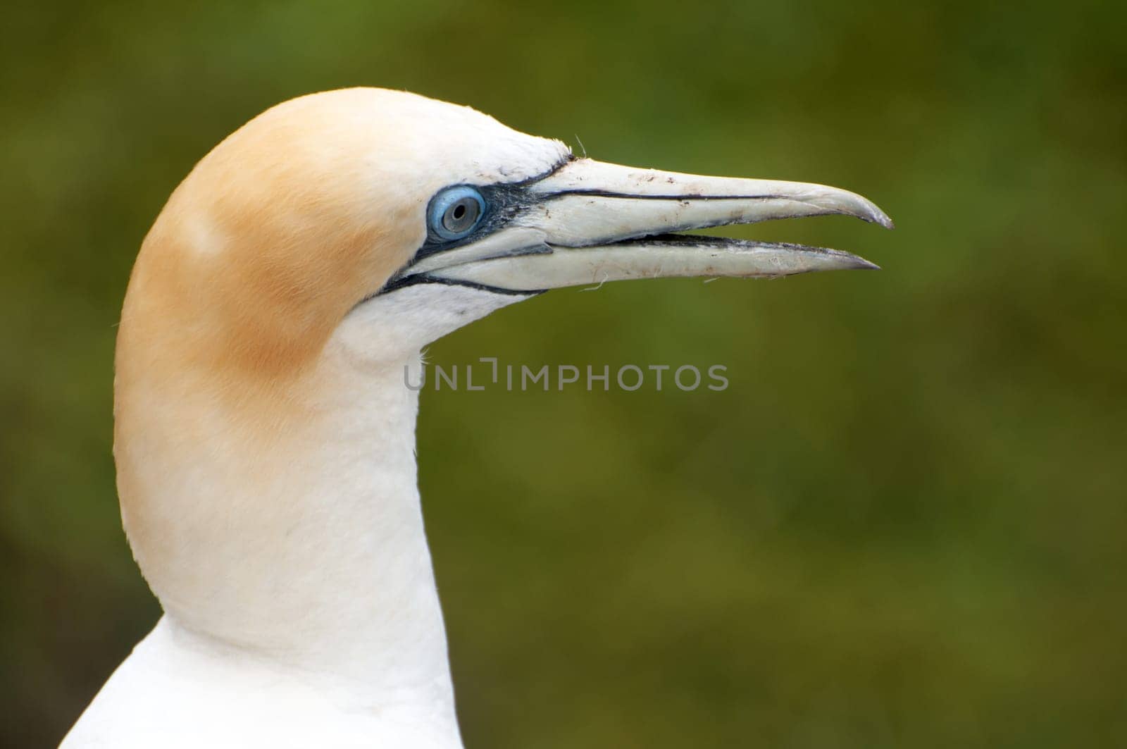 Booby Portrait