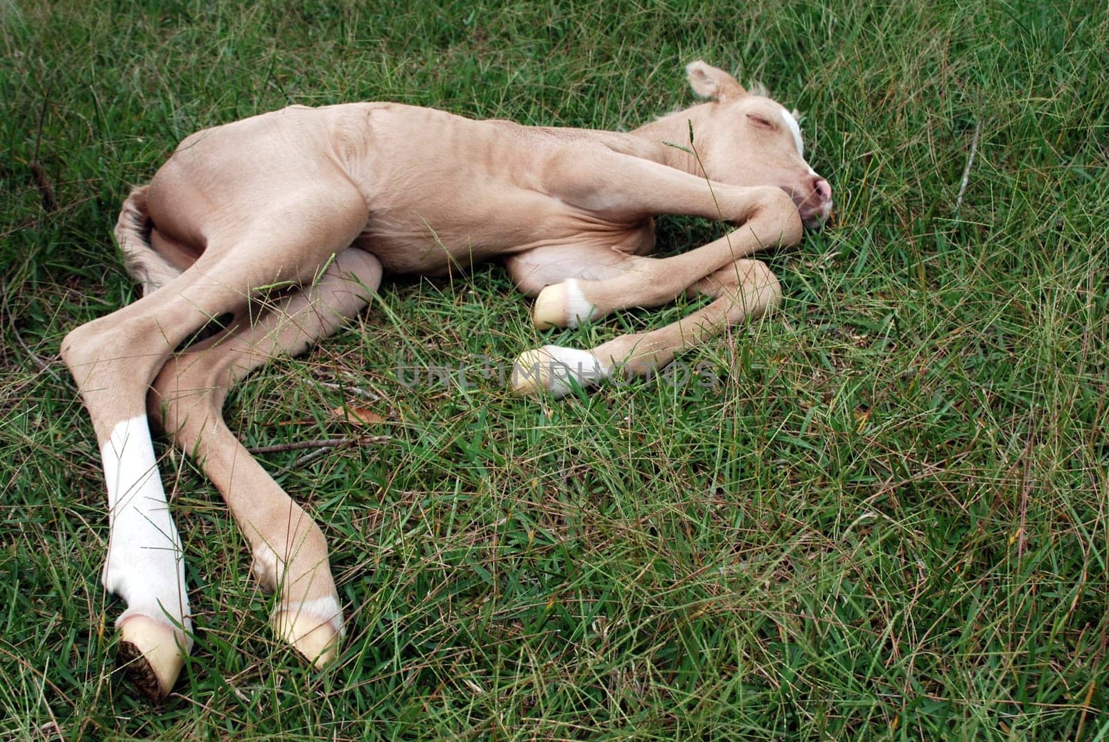 Dreaming Arabian foal