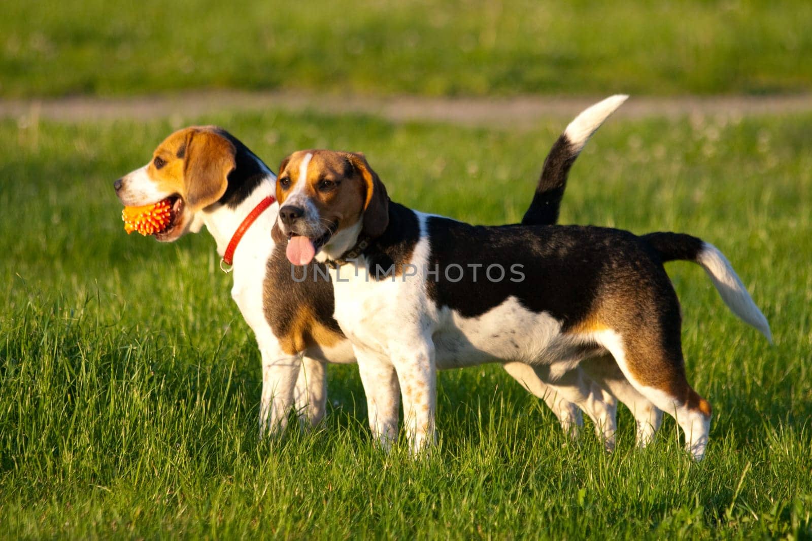 Beagle dogs