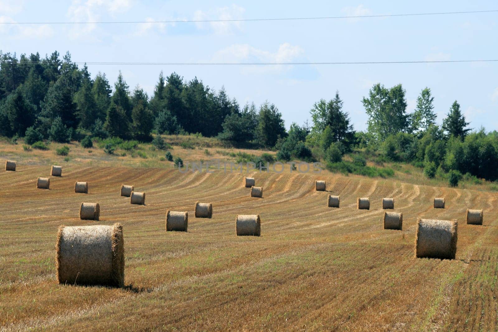 Summer landscape