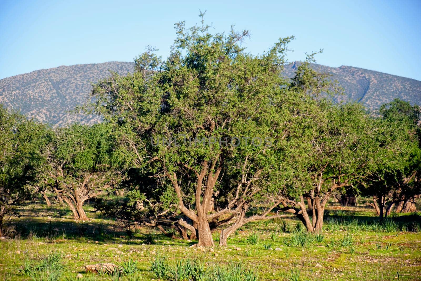 Argan trees