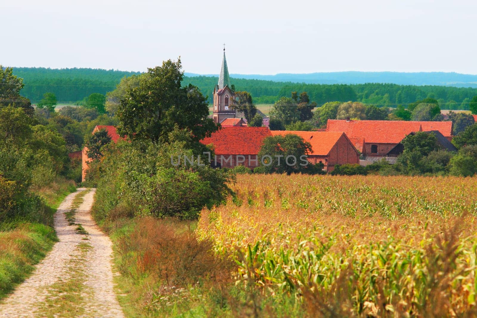 Rural summer landscape