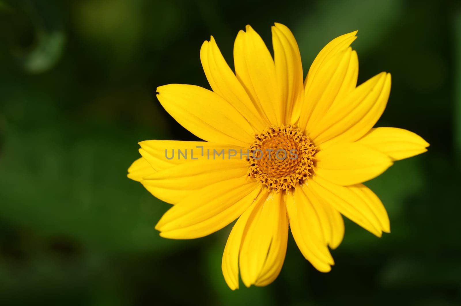 helianthoides ,sun eye,Heliopsis helianthoides