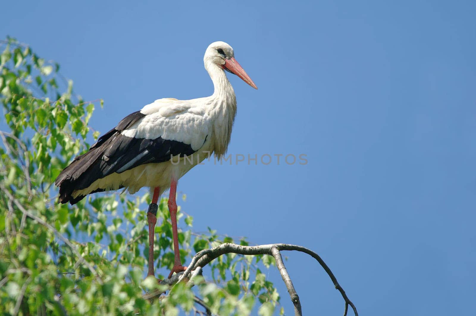 White stork