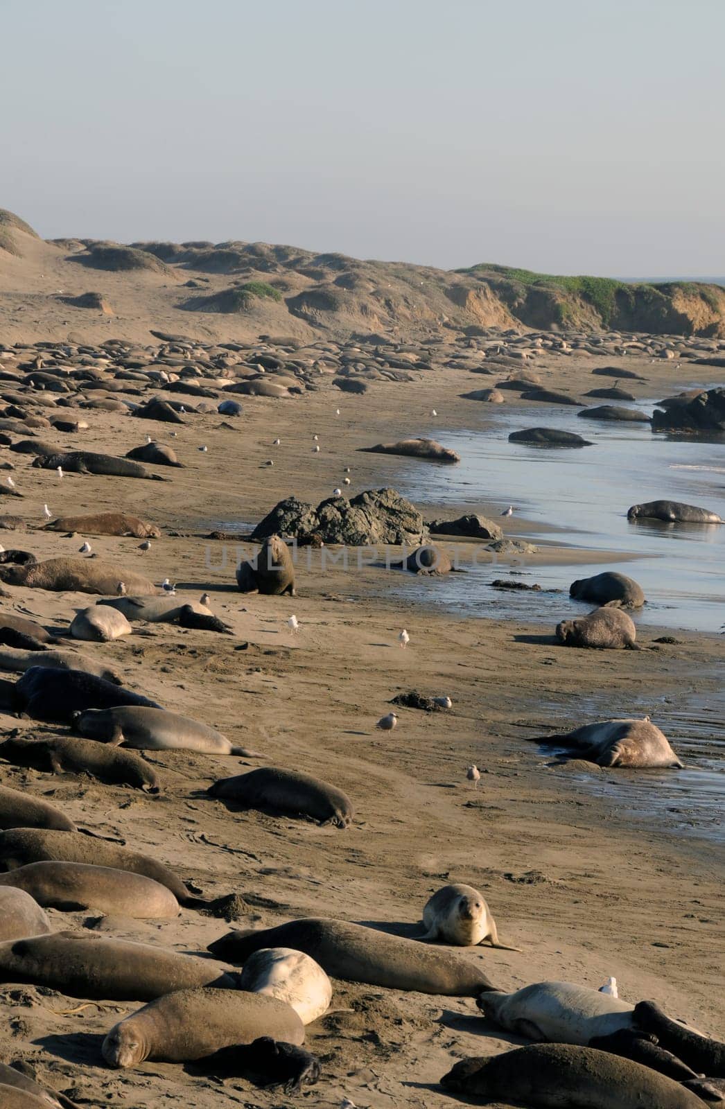 Elephant seals
