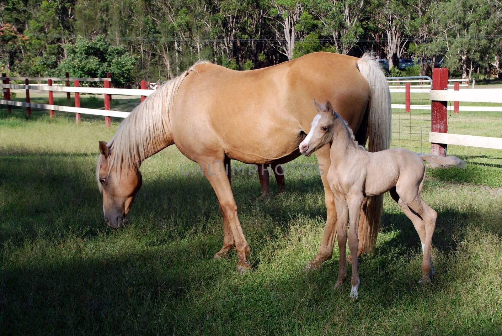 Phoenix 3 days old