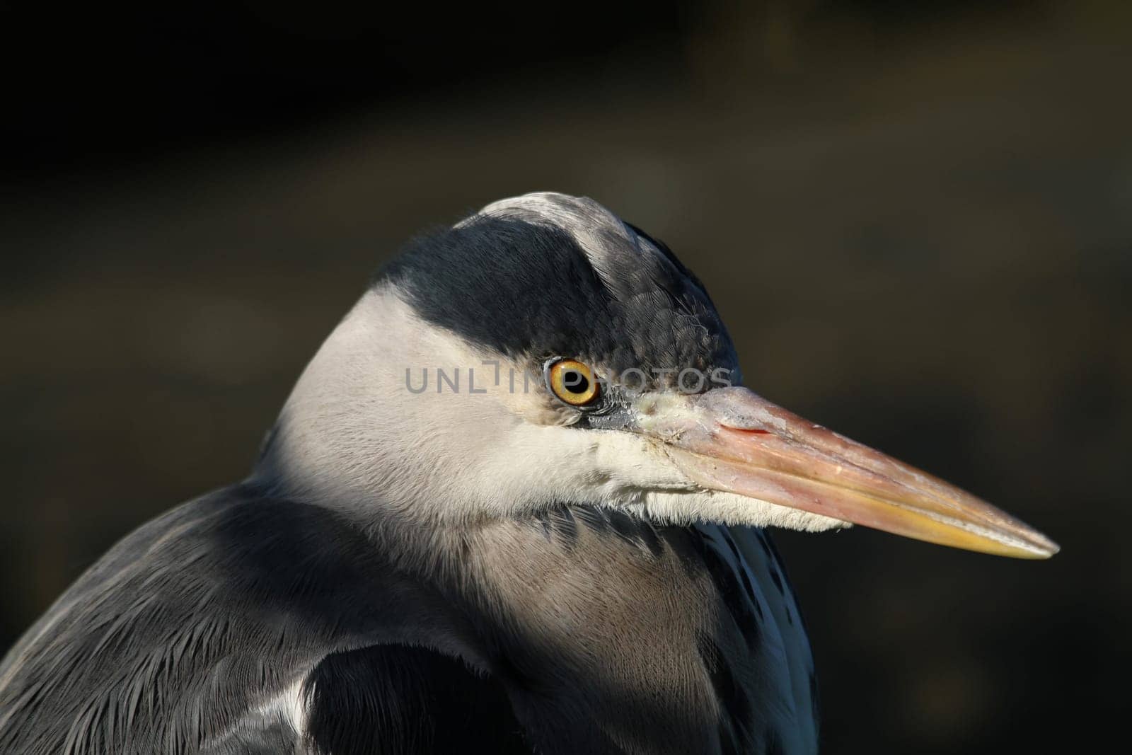 Heron Portrait