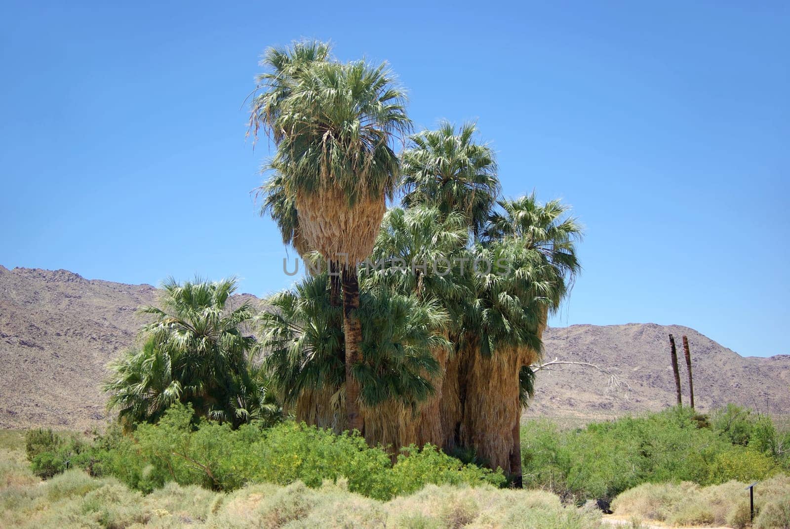 Joshua Tree National Park