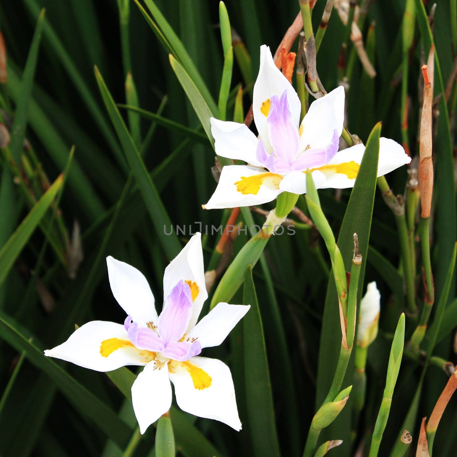 California White Lilies