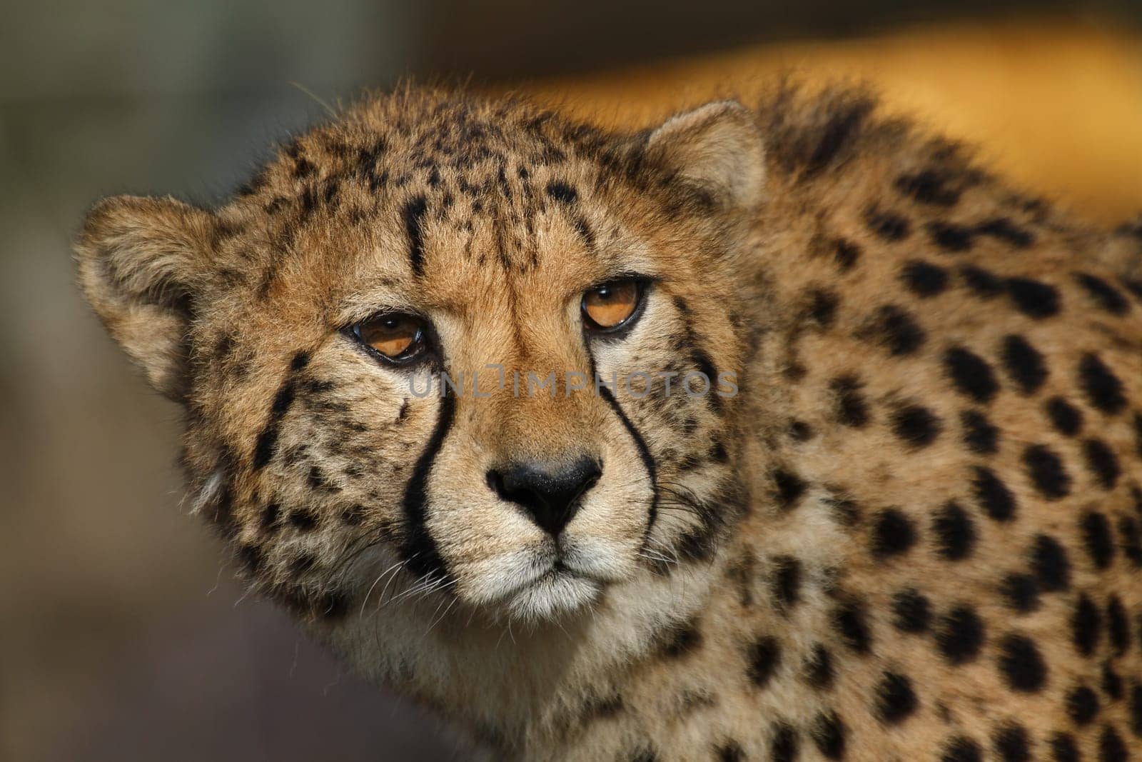 Cheetah Portrait
