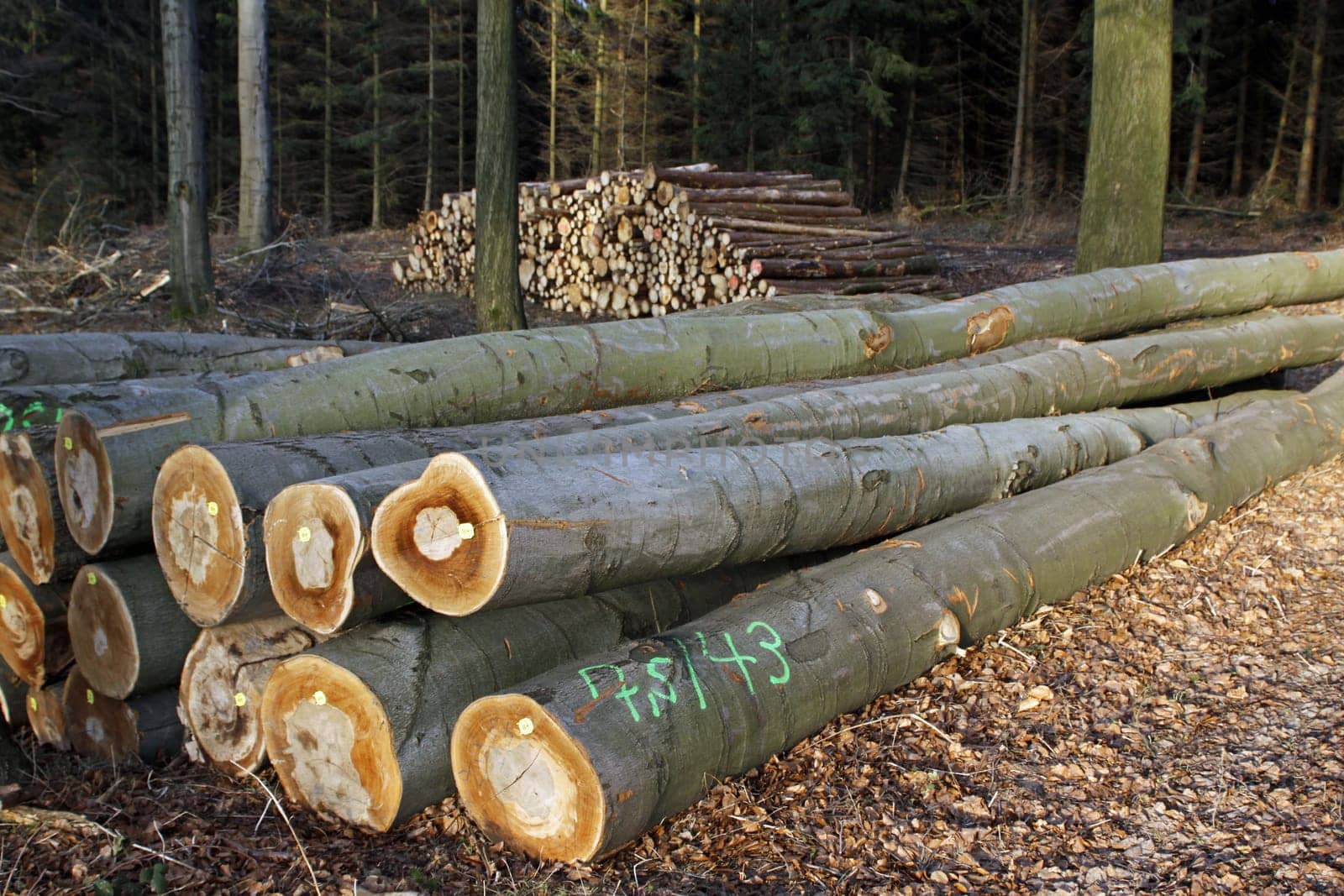 Pile of wood in a forest